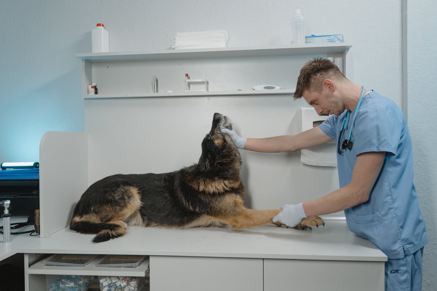 A board-certified surgeon examining a large-breed dog before orthopedic surgery at Omega Veterinary Group in San Mateo